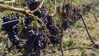 Пълна трагедия с гроздовата реколта, какво ще стане с цените 
