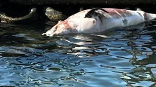 Морето изхвърли труп край Поморие СНИМКА 