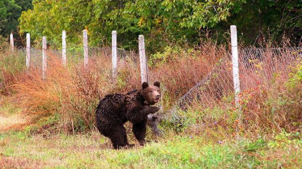 Кръвожаден звяр навести габровско село, местните треперят 