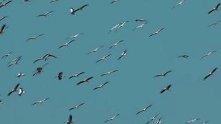 Небето над Бургас почерня от птици, какво се случва ВИДЕО 