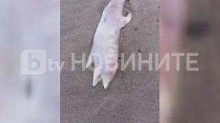 Морето изхвърли още един труп, този път край Ахелой СНИМКИ 