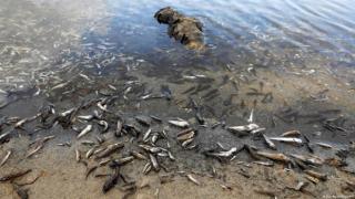 Нострадамус предрекъл ад за Черно море, който май се сбъдва: Рибата ще ври като в чорба