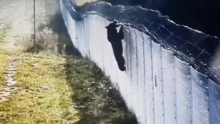 Интернет сензация: Мечка щурмува държавна граница ВИДЕО