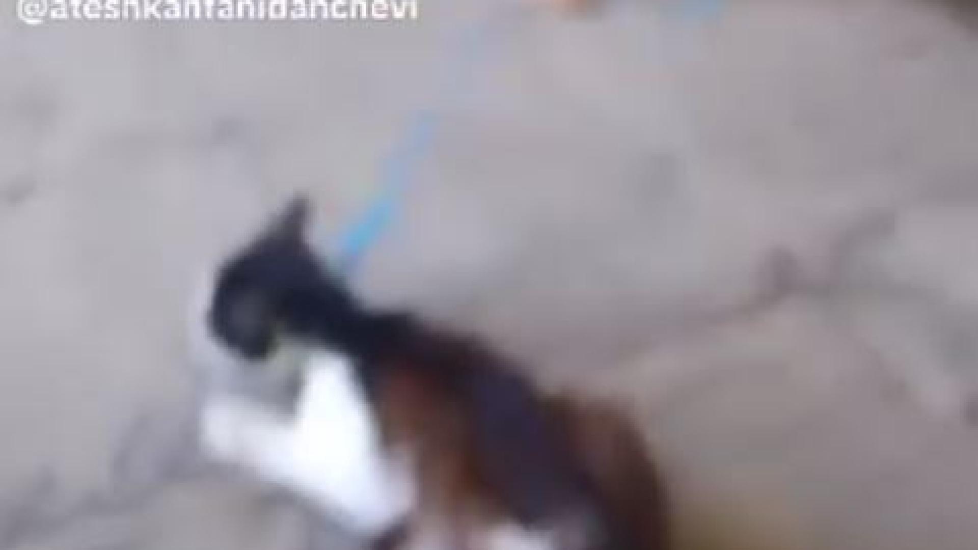 Грозно: Дете дърпа коте, вързано за врата със сезал! СНИМКА