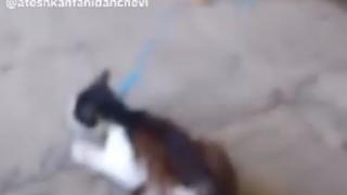 Грозно: Дете дърпа коте, вързано за врата със сезал! СНИМКА