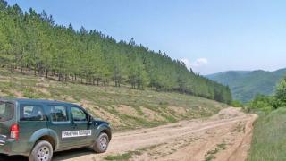 Зловеща находка в гората край тополовградско село 