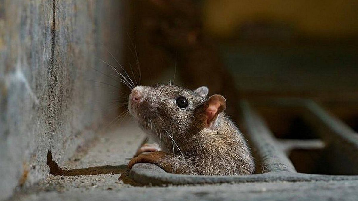 Плъхове с размерите на чихуахуа превзеха този голям град