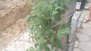 Не е за вярване какво цъфна, че и върза на кръстовище в Пловдив СНИМКА