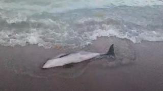 Морето изхвърли труп край Бургас СНИМКИ 