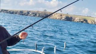 Рибарите в Бургас доволно потриват ръце