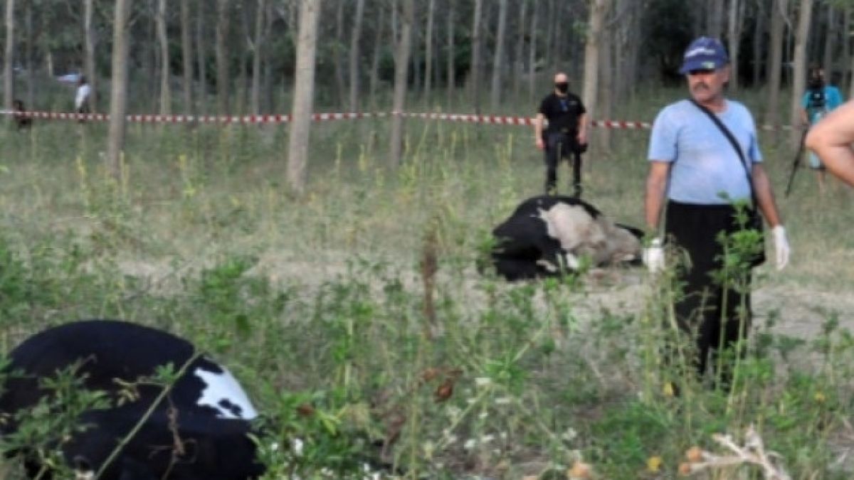 Зловеща гледка: 15 трупа смразиха мъж във Видинско
