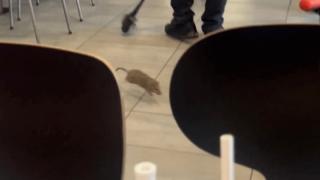Истински ужас: Огромен плъх нападна 3-годишно дете в McDonald's СНИМКА
