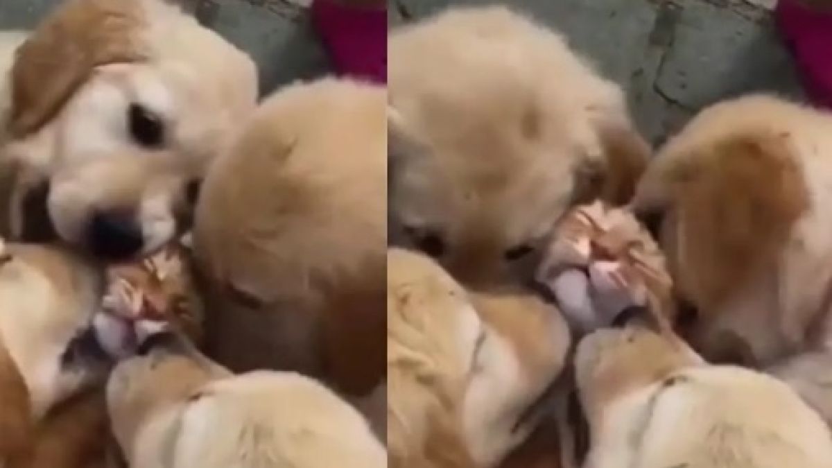 Вижте как няколко кученца разцелуваха котарак до изтощение ВИДЕО