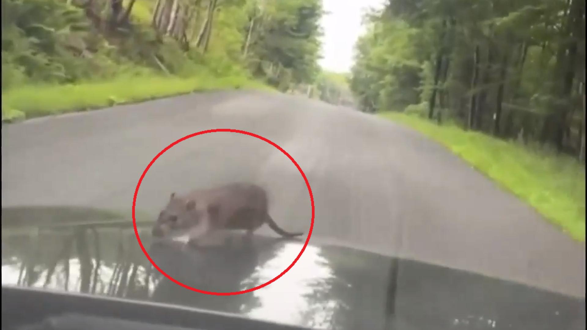 Необичаен пътник ошашави шофьор, повози се на... ВИДЕО
