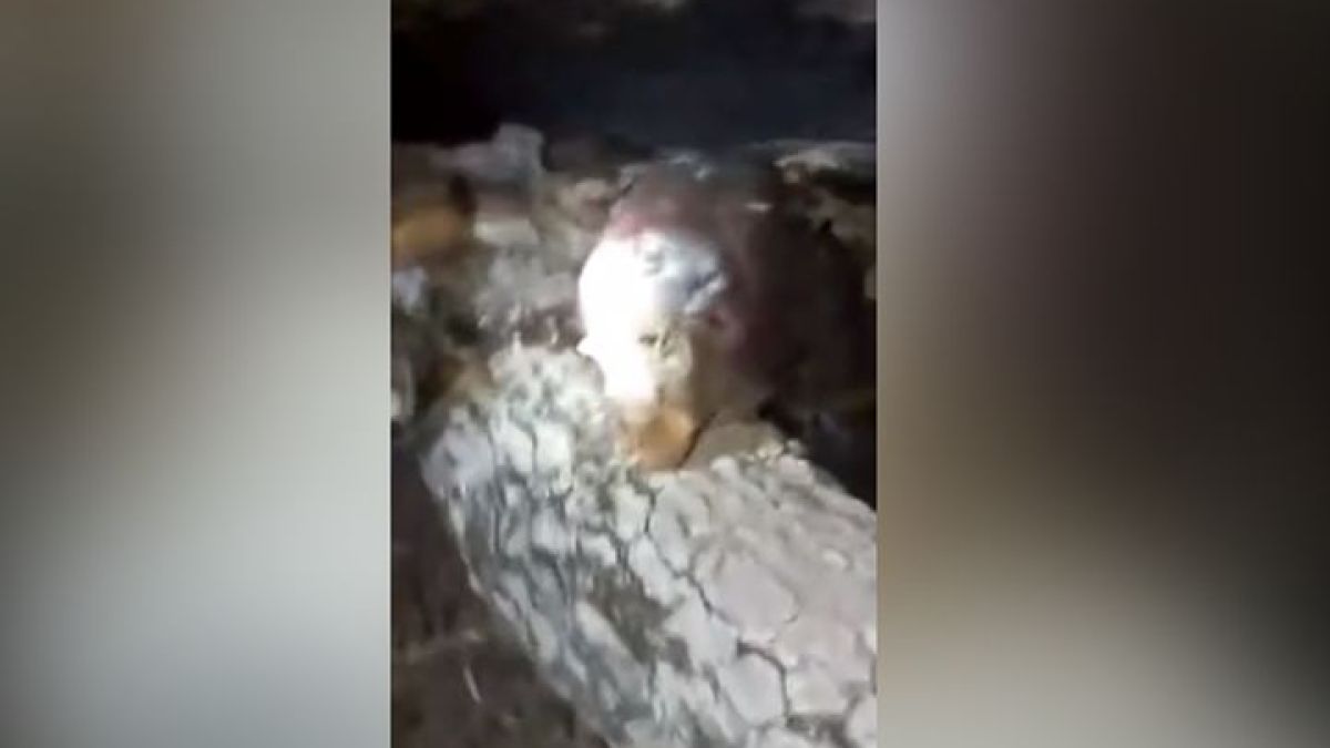 Смразяващо ВИДЕО на кръвосмучеща чупакабра взриви мрежата