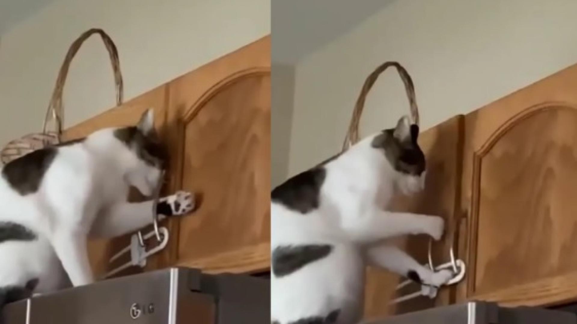 Показаха на ВИДЕО радикални методи за борба с кражбата на лакомства от котки