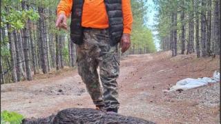 Опитен ловец повали с един изстрел 250-кг звяр в Родопите 