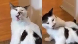 Котарак показа чудеса от гъвкавост и изуми потребителите в мрежата ВИДЕО