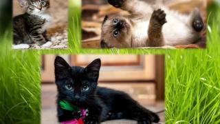 Любопитен тест за жени: Избери си коте и разбери каква си