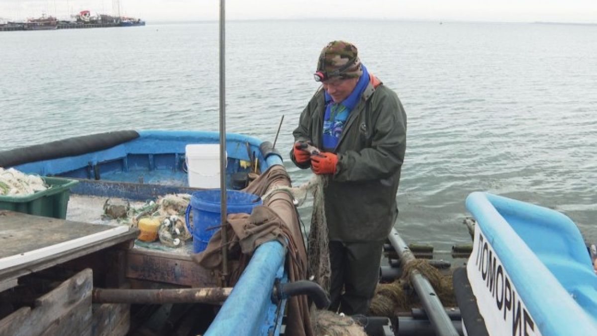 Рибарите във варненско потриват доволно ръце, морето ври от...