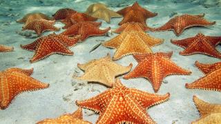 Шокираща хипотеза за морските звезди 