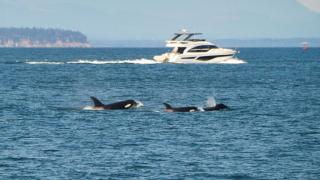 Кръв в морето: Чудовища нападнаха яхта в Гибралтарския проток, а след това... СНИМКИ