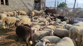 Родител към гурбетчия: Ще те обеся, ако се върнеш в Родопите