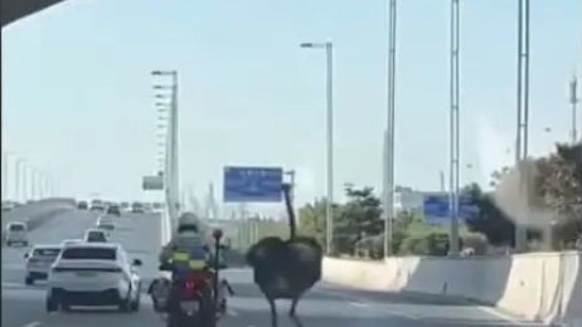 Полицай на мотор пробва да хване щраус, ВИДЕОТО се превърна в хит 