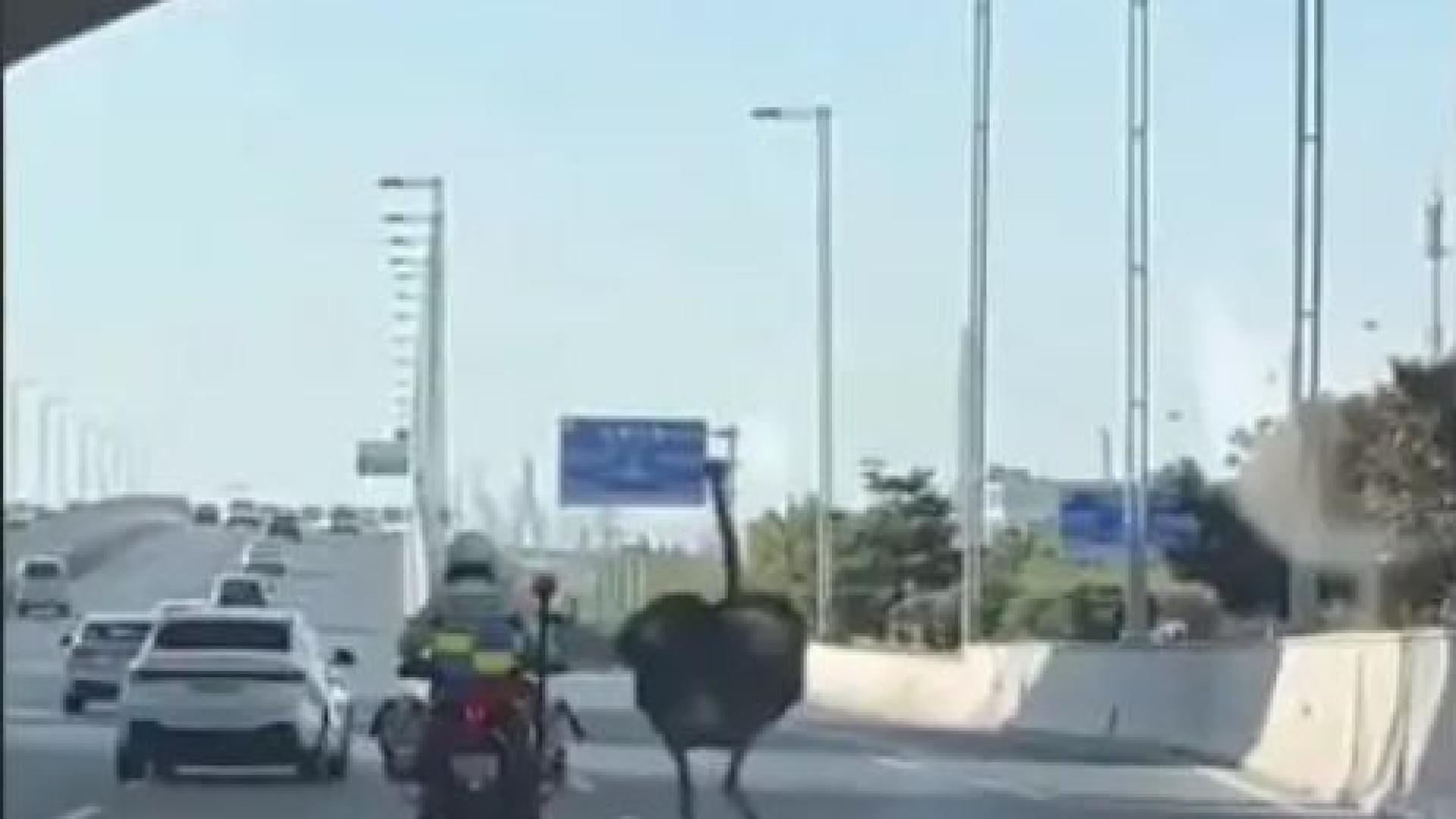 Полицай на мотор пробва да хване щраус, ВИДЕОТО се превърна в хит 