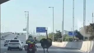 Полицай на мотор пробва да хване щраус, ВИДЕОТО се превърна в хит 