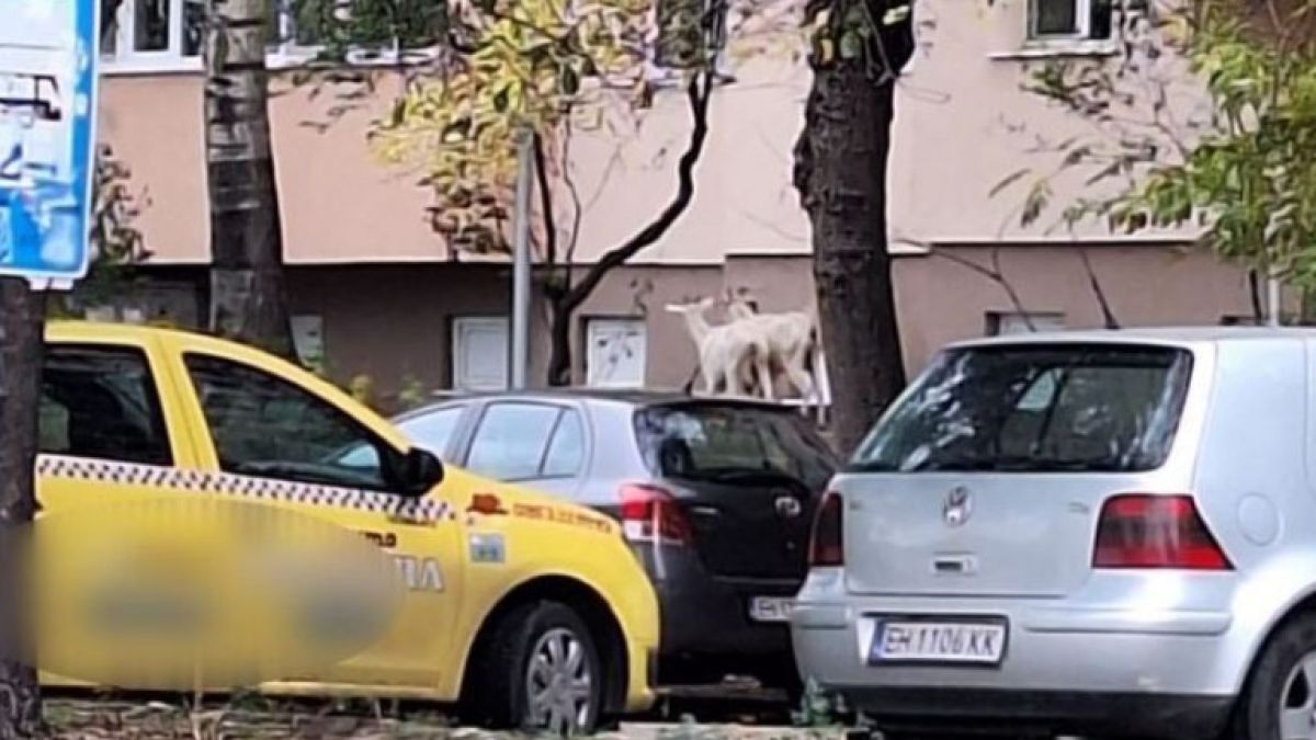 Необичайни гости плъзнаха из Плевен, мрежата прегря СНИМКА