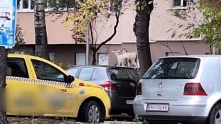 Необичайни гости плъзнаха из Плевен, мрежата прегря СНИМКА