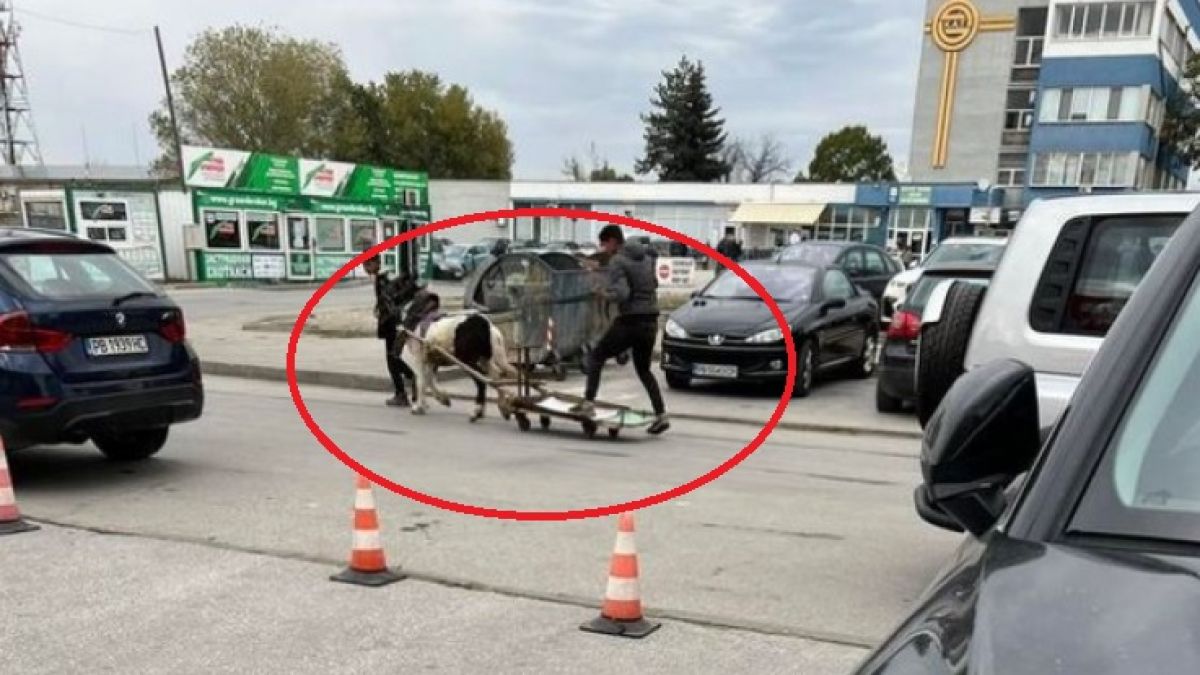 Необичайни участници в движението втрещиха пловдивчани на метри от КАТ СНИМКА