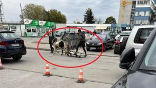 Необичайни участници в движението втрещиха пловдивчани на метри от КАТ СНИМКА