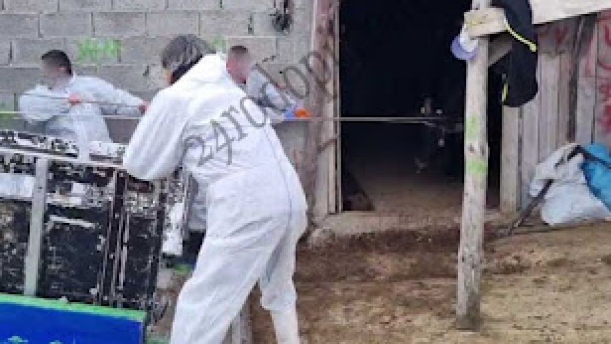Скандал в Родопите! Ветеринари в предпазни костюми закараха заразени животни към кланица СНИМКИ