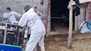 Скандал в Родопите! Ветеринари в предпазни костюми закараха заразени животни към кланица СНИМКИ