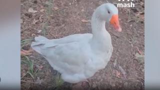 Гъсок-талисман също е на фронта заедно с руските войници ВИДЕО