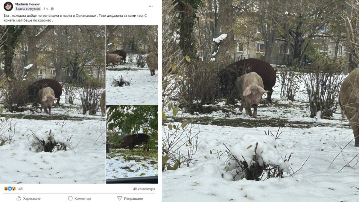 След ледено кралство София се превърна в тотален свинарник СНИМКИ