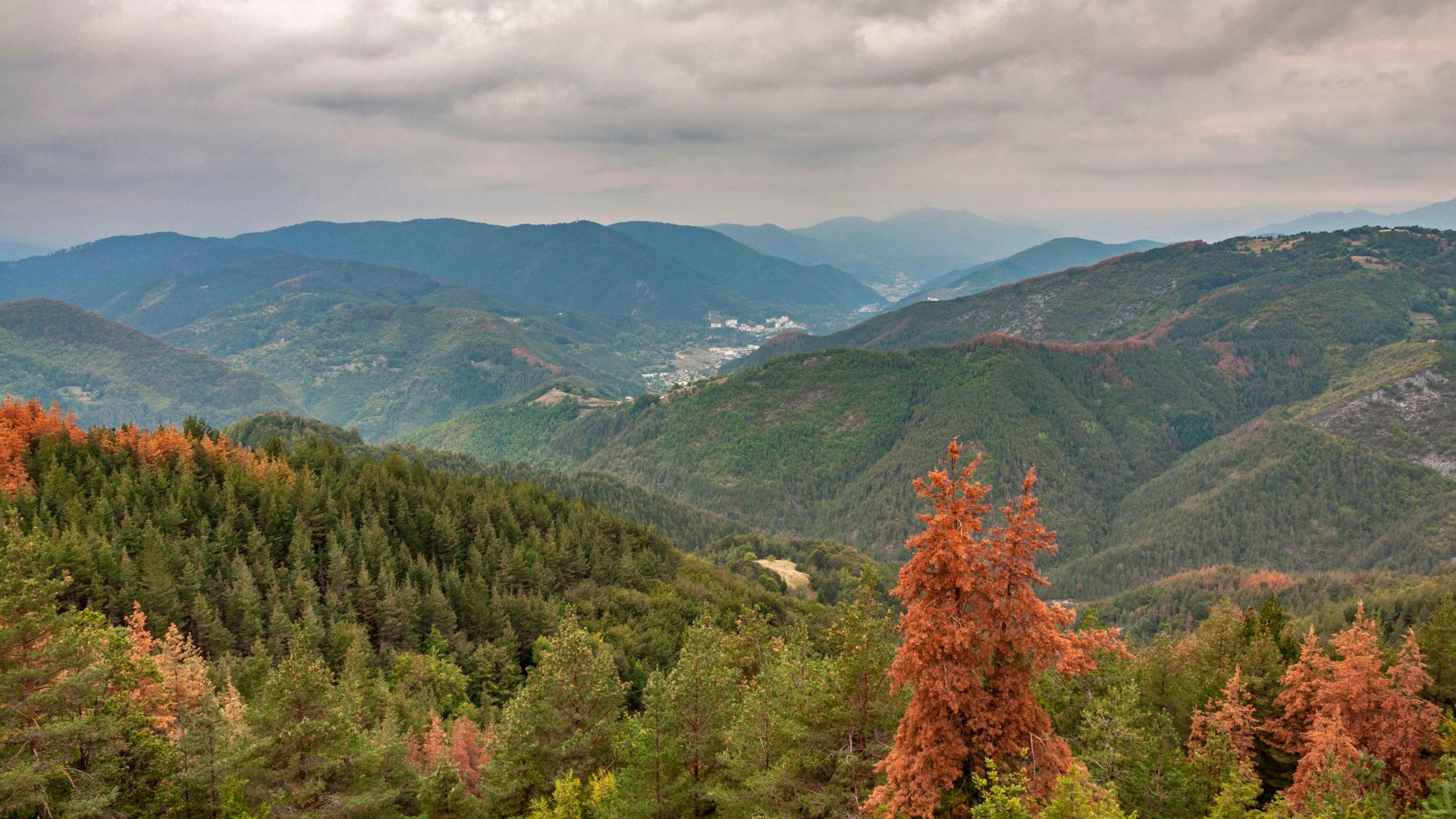 В Родопите откриха невероятно по рода си цвете