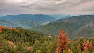 В Родопите откриха невероятно по рода си цвете