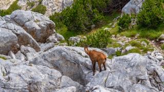 Знаете ли кой е най-големият национален парк в България 