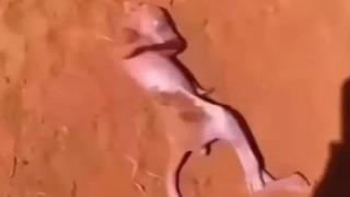 Той откри странно голо същество и го спаси от сигурна смърт: Случилото се след 3 години го шокира ВИДЕО