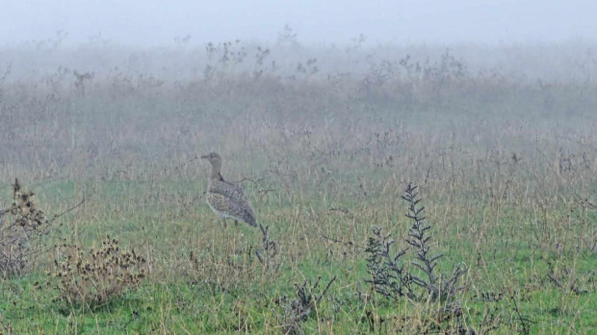 Всички си мислеха, че е изчезнала от България, а тя се появи в този наш град СНИМКА