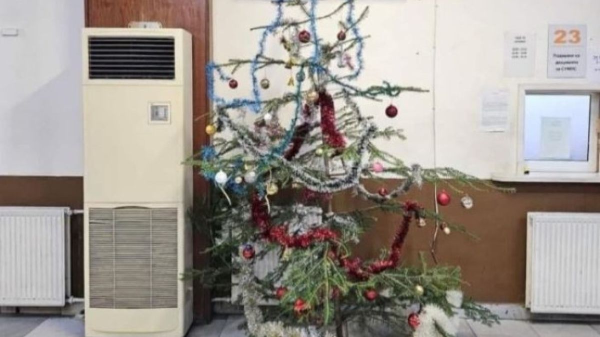 В тази родна институция се намира най-нещастната елха СНИМКА