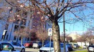 Природата се чална, а хората притеснено се питат: Чака ли ни люта зима? СНИМКИ