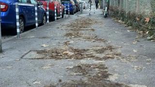 Полина Паунова избесня: Повче от месец никой не си мърда пръста в София