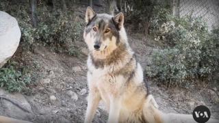 Великолепните сиви вълци се завръщат в Тюлери, Калифорния ВИДЕО