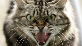 Хванаха котка човекоядец, любимото й място било...