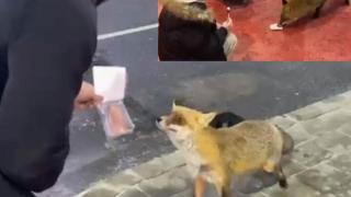 Необичайна посетителка се появи на бензиностанция край "Маказа" ВИДЕО
