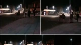 В пловдивско село се чудят и маят заради огромно диво животно СНИМКИ 